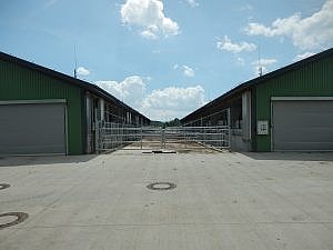 Byci_jalovice_8.jpg