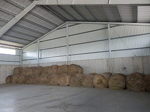 senik_2
